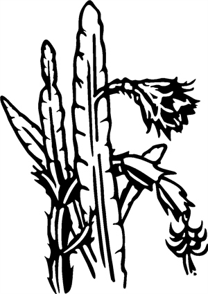 Cactus04